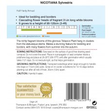 Nicotiana sylvestris Nicotiana sylvestris