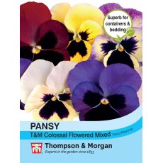 Pansy T&M Colossal Flowered Mixed Pansy T&M Colossal Flowered Mixed