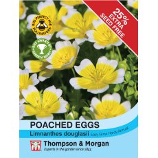 Poached Eggs Poached Eggs