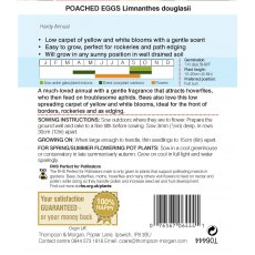 Poached Eggs Poached Eggs