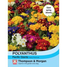 Polyanthus Pacific Giants Mixed Polyanthus Pacific Giants Mixed