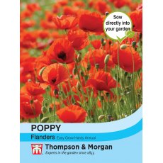 Poppy Flanders Poppy Flanders