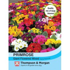 Primrose T&M Special Giant Flowered Mixed Primrose T&M Special Giant Flowered Mixed