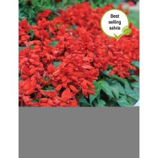 Salvia Blaze of Fire Salvia Blaze of Fire