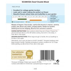 Scabiosa Dwarf Double Mixed Scabiosa Dwarf Double Mixed