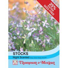 Stocks Night Scented Stocks Night Scented