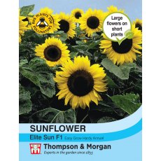 Sunflower Elite Sun F1 Hybrid Sunflower Elite Sun F1 Hybrid
