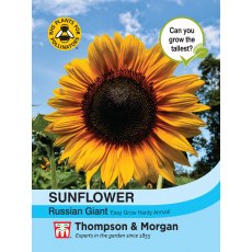 Sunflower Russian Giant Sunflower Russian Giant