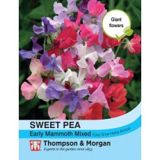 Sweet Pea Early Mammoth Mixed Sweet Pea Early Mammoth Mixed