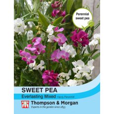 Sweet Pea Everlasting Mixed (Lathyrus) Sweet Pea Everlasting Mixed (Lathyrus)