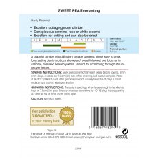 Sweet Pea Everlasting Mixed (Lathyrus) Sweet Pea Everlasting Mixed (Lathyrus)