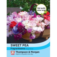 Sweet Pea Fragrantissima Sweet Pea Fragrantissima