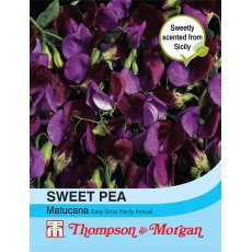 Sweet Pea Matucana Sweet Pea Matucana