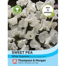 Sweet Pea White Supreme Sweet Pea White Supreme