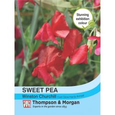 Sweet Pea Winston Churchill Sweet Pea Winston Churchill