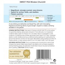 Sweet Pea Winston Churchill Sweet Pea Winston Churchill