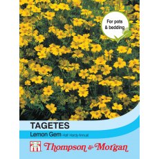 Tagetes Lemon Gem Tagetes Lemon Gem