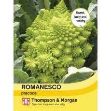 Broccoli Romanesco Broccoli Romanesco