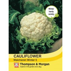 Cauliflower Walcheren Winter 5 Cauliflower Walcheren Winter 5