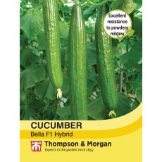 Cucumber Bella F1 Hybrid Cucumber Bella F1 Hybrid