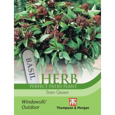 Herb Basil Siam Queen Herb Basil Siam Queen