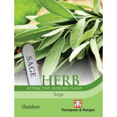Herb Sage Herb Sage