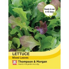 Lettuce Leaves Mixed Lettuce Leaves Mixed