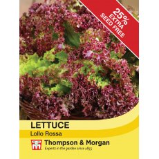 Lettuce Lollo Rossa Lettuce Lollo Rossa