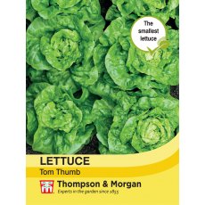 Lettuce Tom Thumb Lettuce Tom Thumb