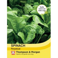 Spinach Perpetual Spinach Perpetual