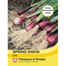 Spring Onion Lilia Spring Onion Lilia