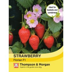 Strawberry Florian F1 Strawberry Florian F1
