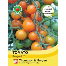 Tomato Sungold F1 Hybrid Tomato Sungold F1 Hybrid