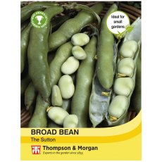 Broad Bean The Sutton Broad Bean The Sutton