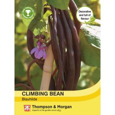 Climbing Bean Blauhilde Climbing Bean Blauhilde