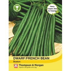 Dwarf Bean Boston Dwarf Bean Boston