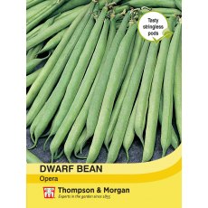 Dwarf Bean Opera Dwarf Bean Opera