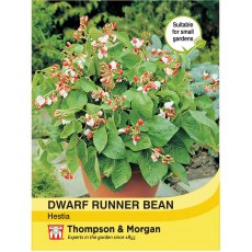 Dwarf Runner Bean Hestia Dwarf Runner Bean Hestia