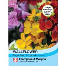 Wallflower Sugar Rush F1 Hybrid Wallflower Sugar Rush F1 Hybrid