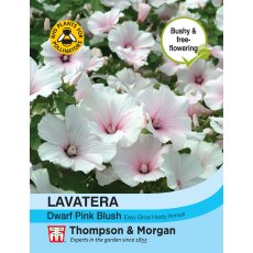 Lavatera Dwarf Pink Blush Lavatera Dwarf Pink Blush