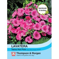 Lavatera Twins Hot Pink Lavatera Twins Hot Pink