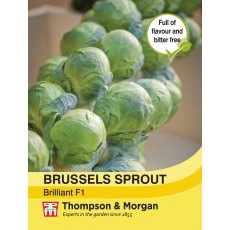 Brussels Sprout Brilliant F1 Hybrid Brussels Sprout Brilliant F1 Hybrid