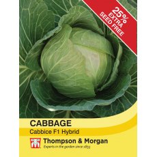 Cabbage Cabbice F1 Hybrid Cabbage Cabbice F1 Hybrid