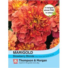 Marigold Strawberry Blonde (French) Marigold Strawberry Blonde (French)