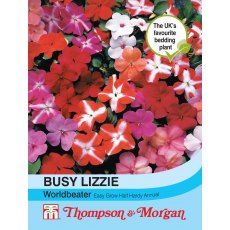 Busy Lizzie Worldbeater Busy Lizzie Worldbeater