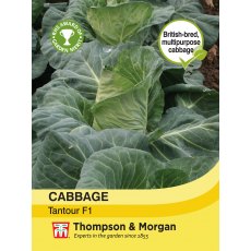 Cabbage Tantour F1 Hybrid Cabbage Tantour F1 Hybrid