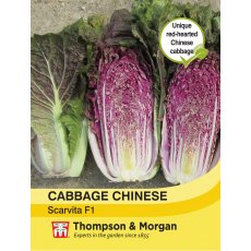 Cabbage Chinese Scarvita F1 Hybrid Cabbage Chinese Scarvita F1 Hybrid
