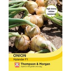 Onion Hylander F1 Hybrid Onion Hylander F1 Hybrid