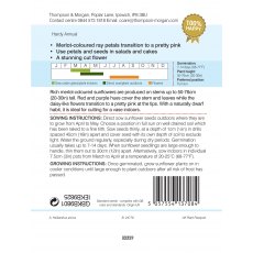 Sunflower Ms Mars Sunflower Ms Mars