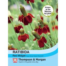 Ratibida columnifera 'Red Midget' Ratibida columnifera 'Red Midget'